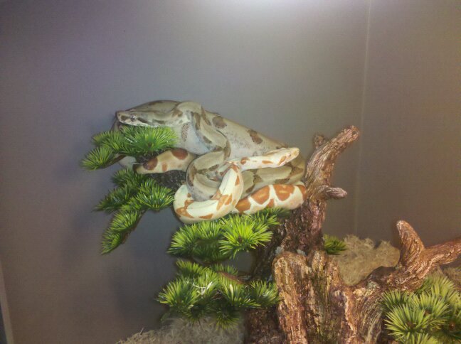 Super Hypo & Sunglow Boa's