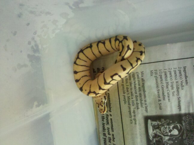 Bumblebee Ball Python