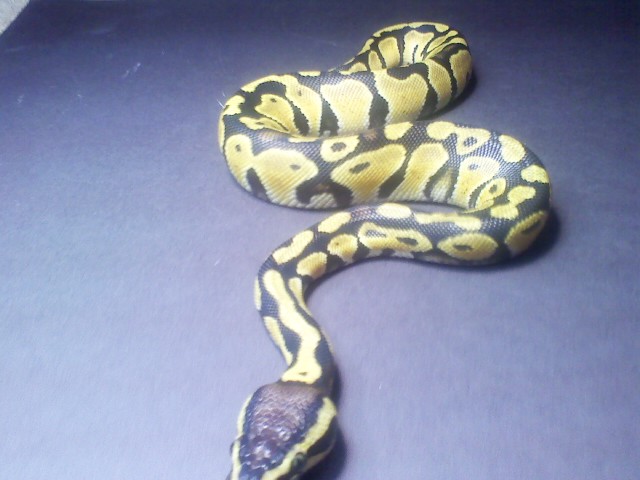 bowzer