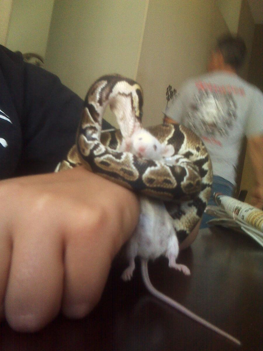 Eatting Dinner 