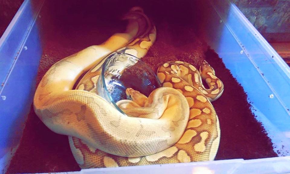 My snakes