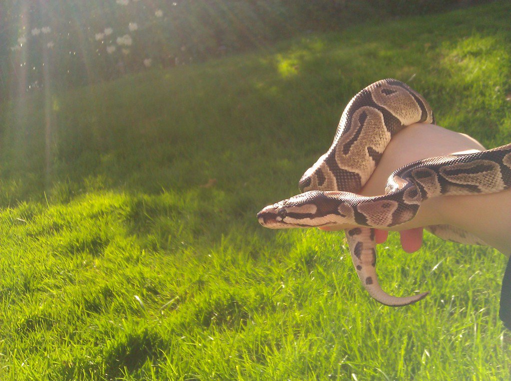 My snakes