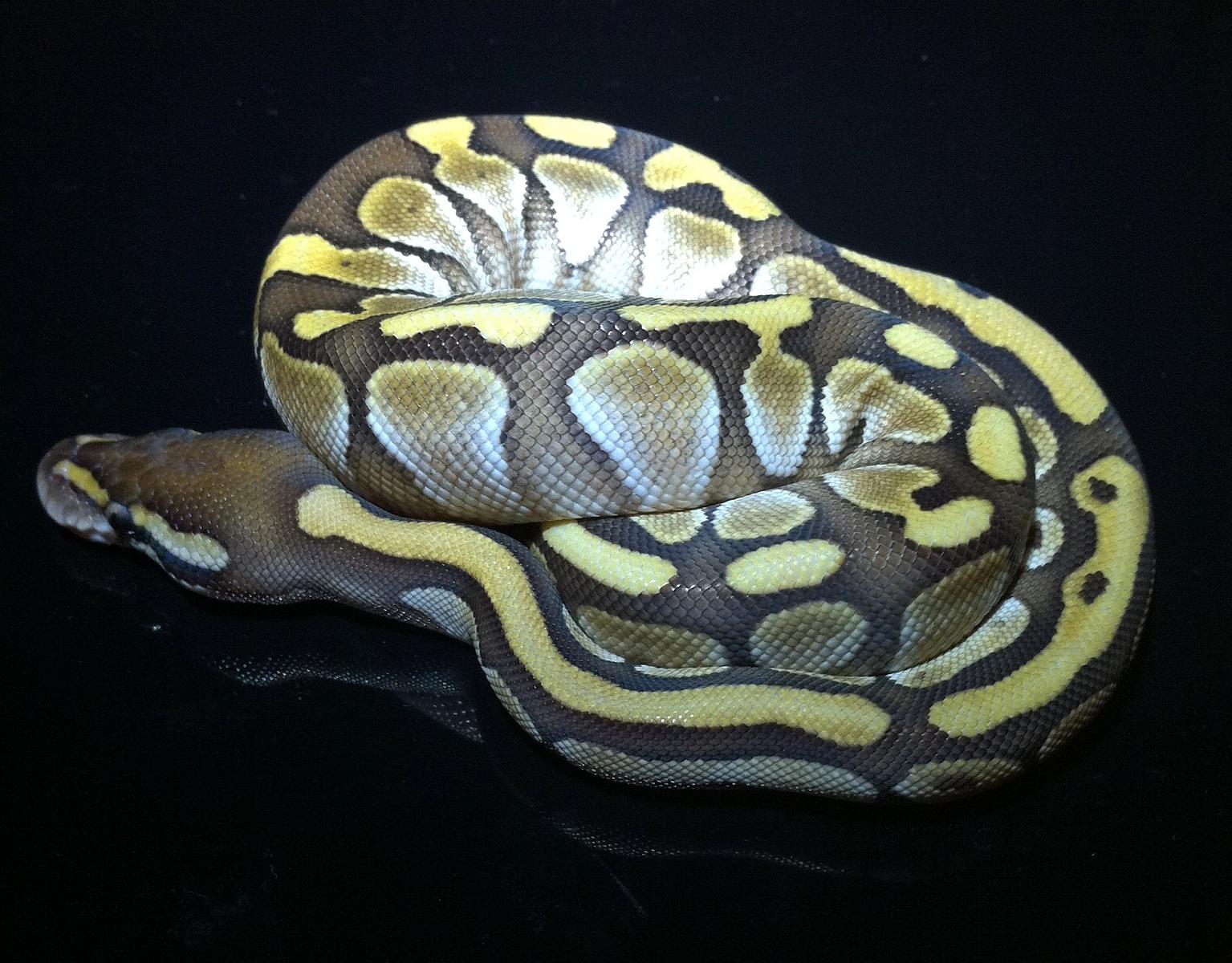 Lesser Post Shed