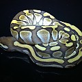 Lesser Post Shed
