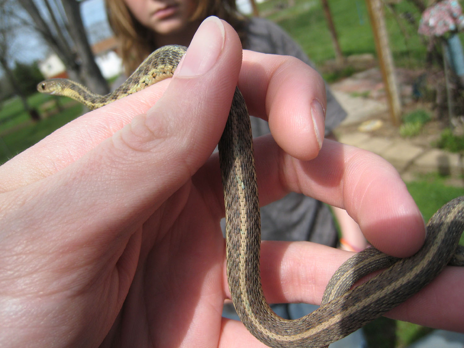 gardn snake lrg-1
