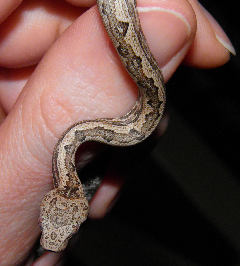 Baby Isabel Island Ground Boa