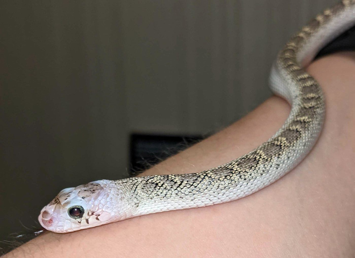 Juvenile Whiteside Pituophis Catenifer Sayi