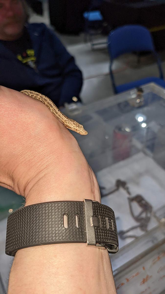 Isabelle Is. Ground Boa Babies