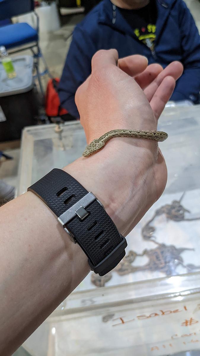 Isabelle Is. Ground Boa Babies