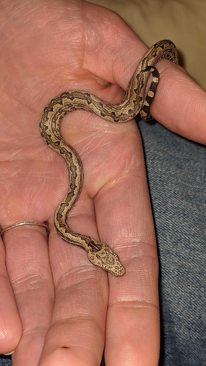 Baby Candoia paulsoni
