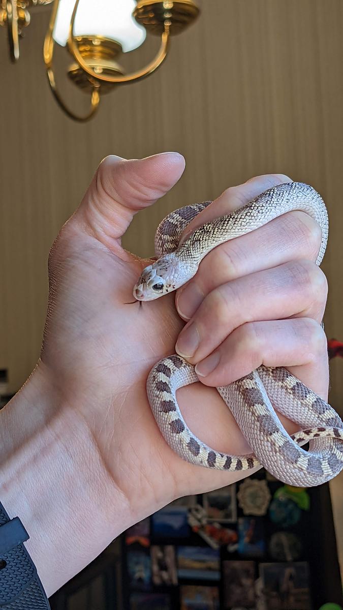 Juvenile Bullsnake, whitesides