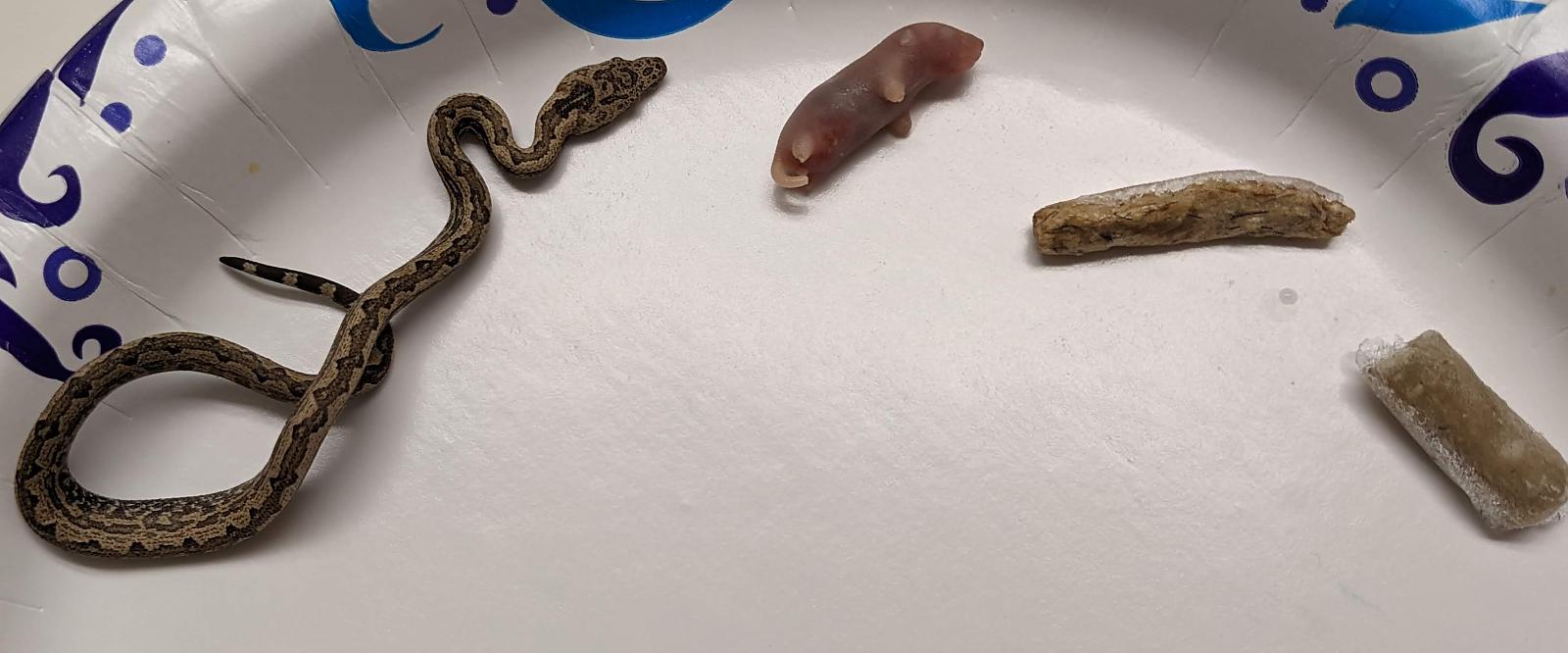 Baby Isabelle Island Ground Boa size to food comparison