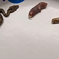 Baby Isabelle Island Ground Boa size to food comparison