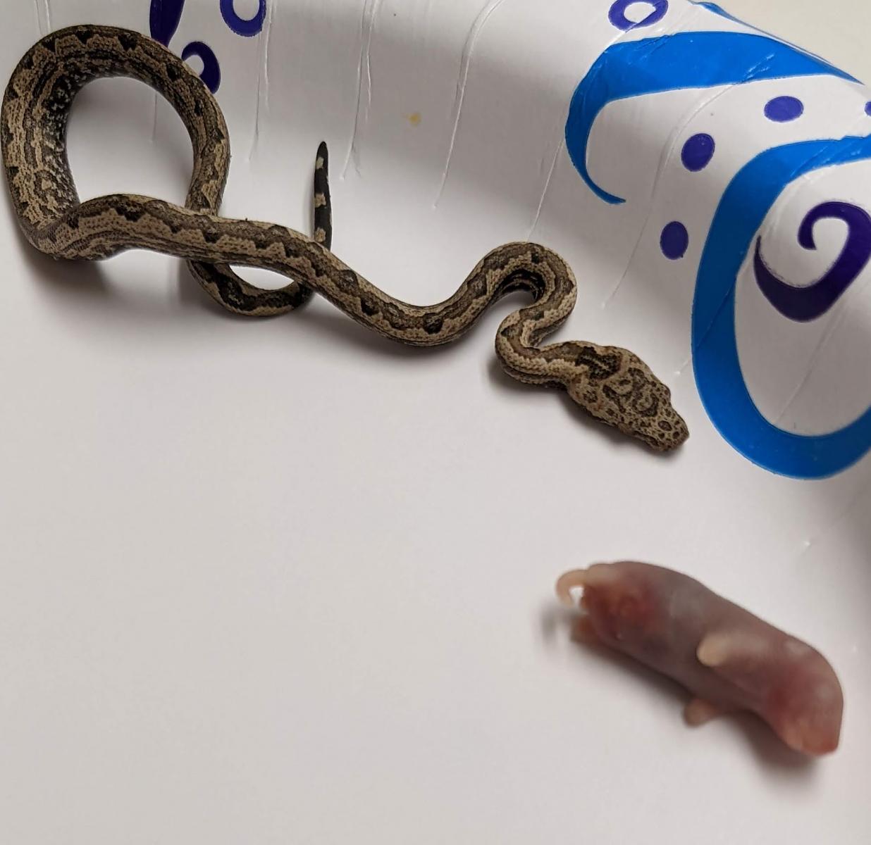 Baby Isabelle Island Ground Boa size to food comparison