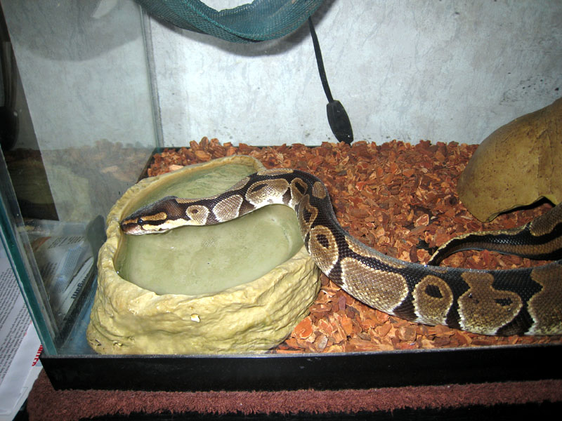 snakey2