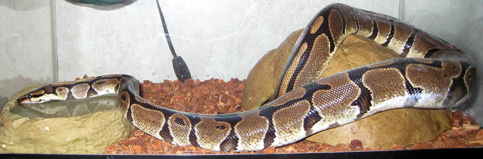 snakey drinking full-length