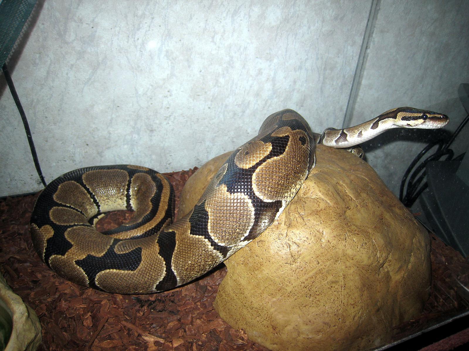 snakey look1 large