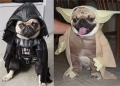 Star Wars Pugs