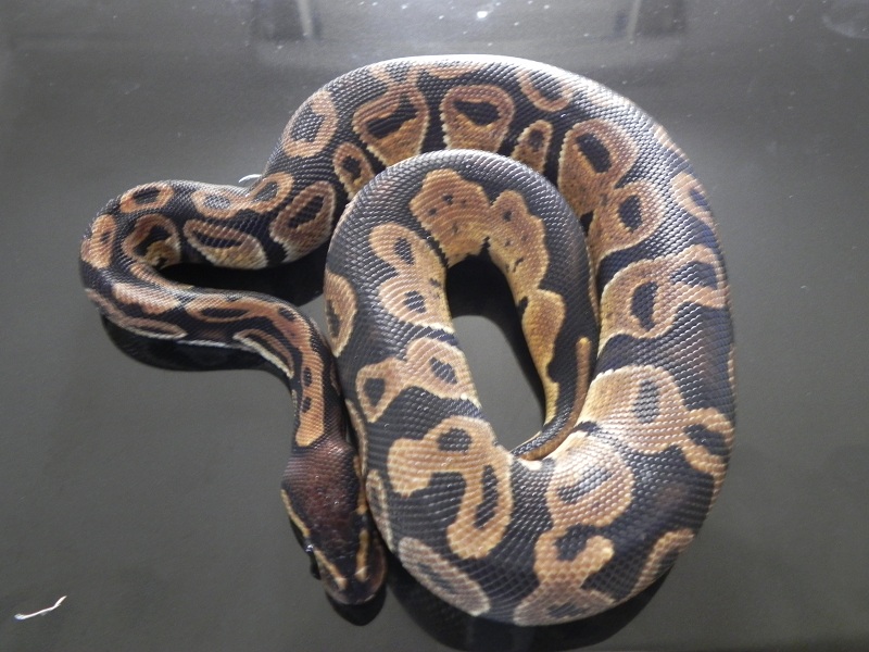 My boy Vega