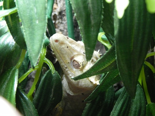 Crested gecko setup