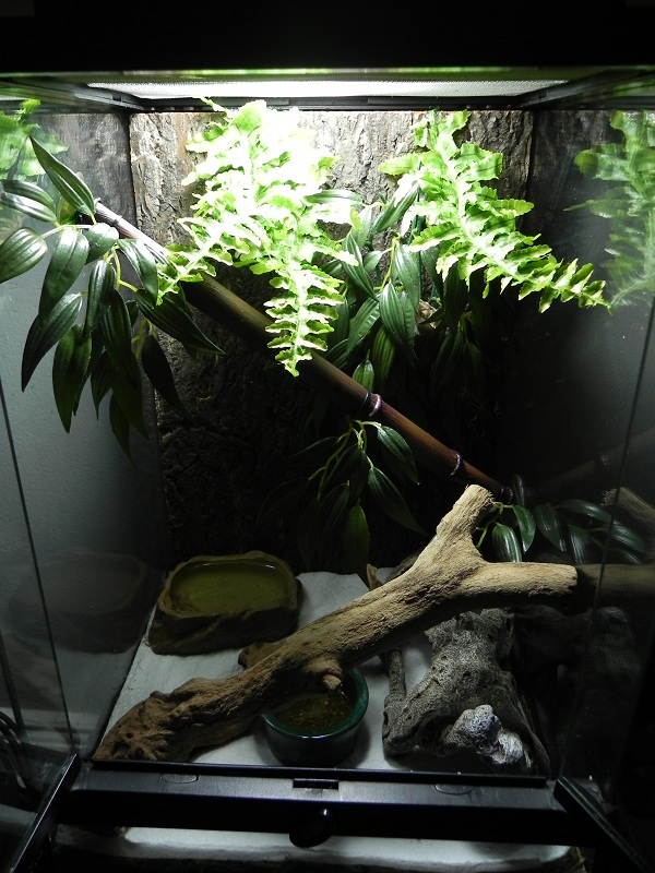 Crested gecko setup