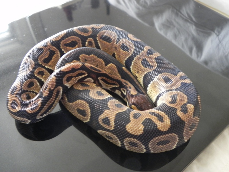 My boy Vega