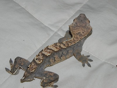 Yoshi