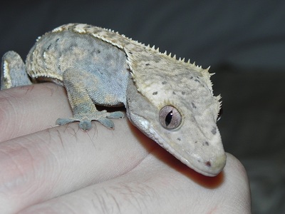 Yoshi
