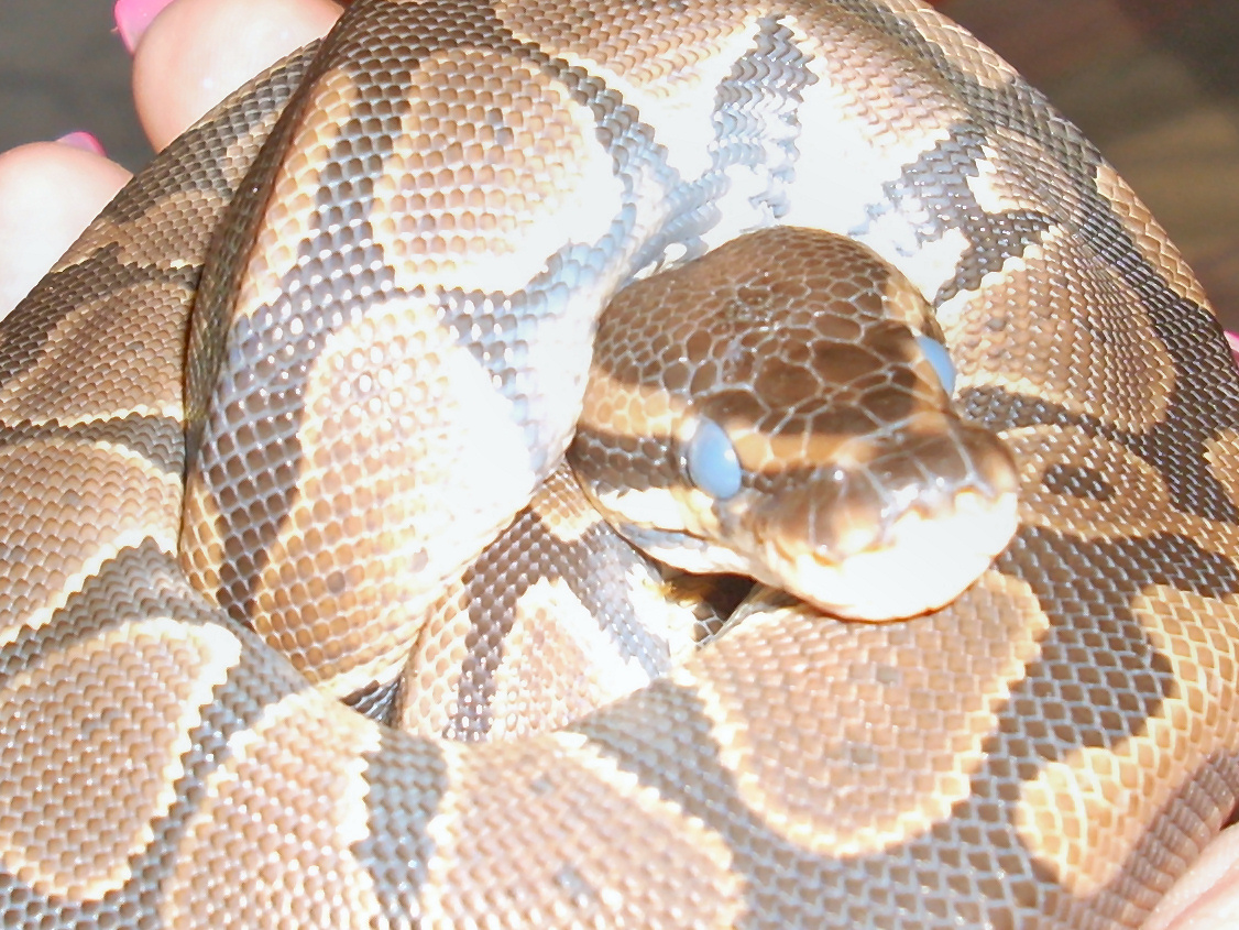 In Shed