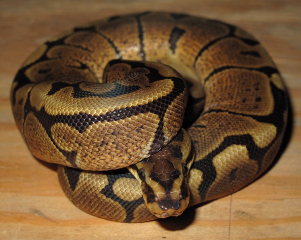 granite woma 1