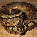 granite woma 1