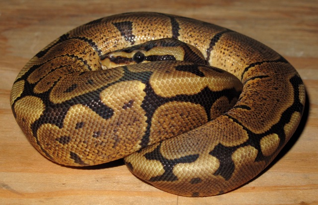 granite woma 2