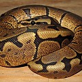 granite woma 2