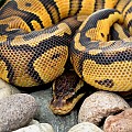 pastel ph pied