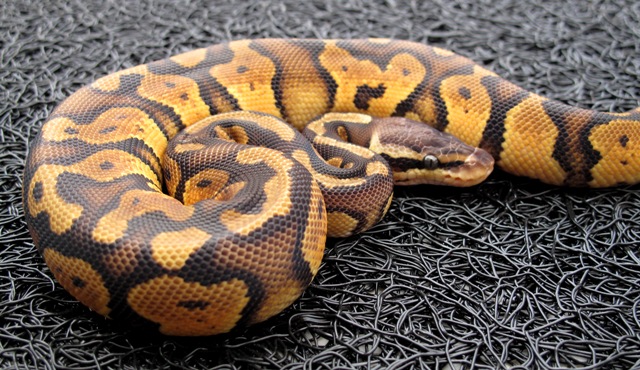 Pastel Male