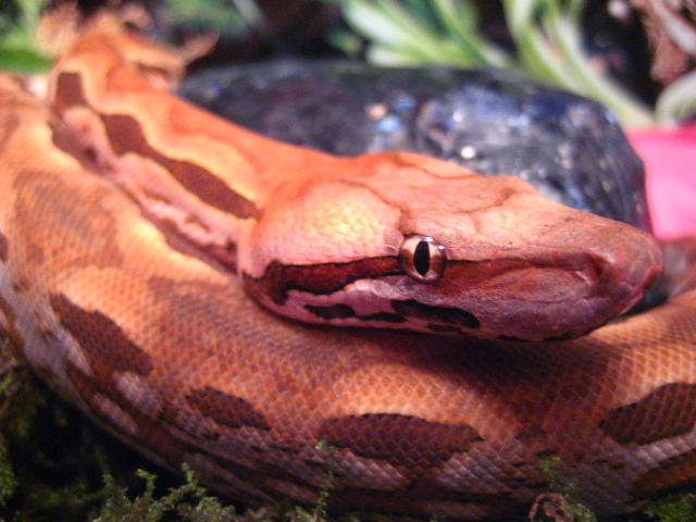 Female Madagascar Ground Boa