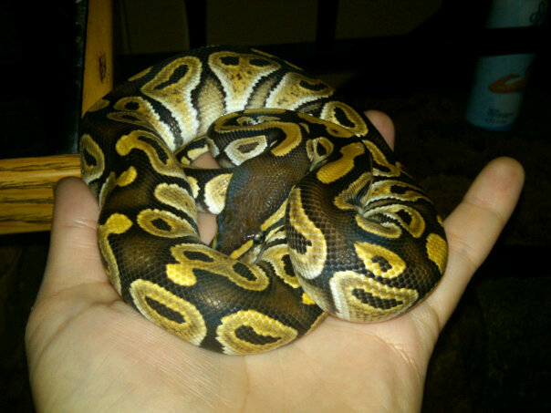 Mojave Ball
