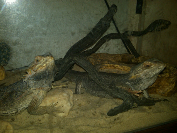 The Beardies