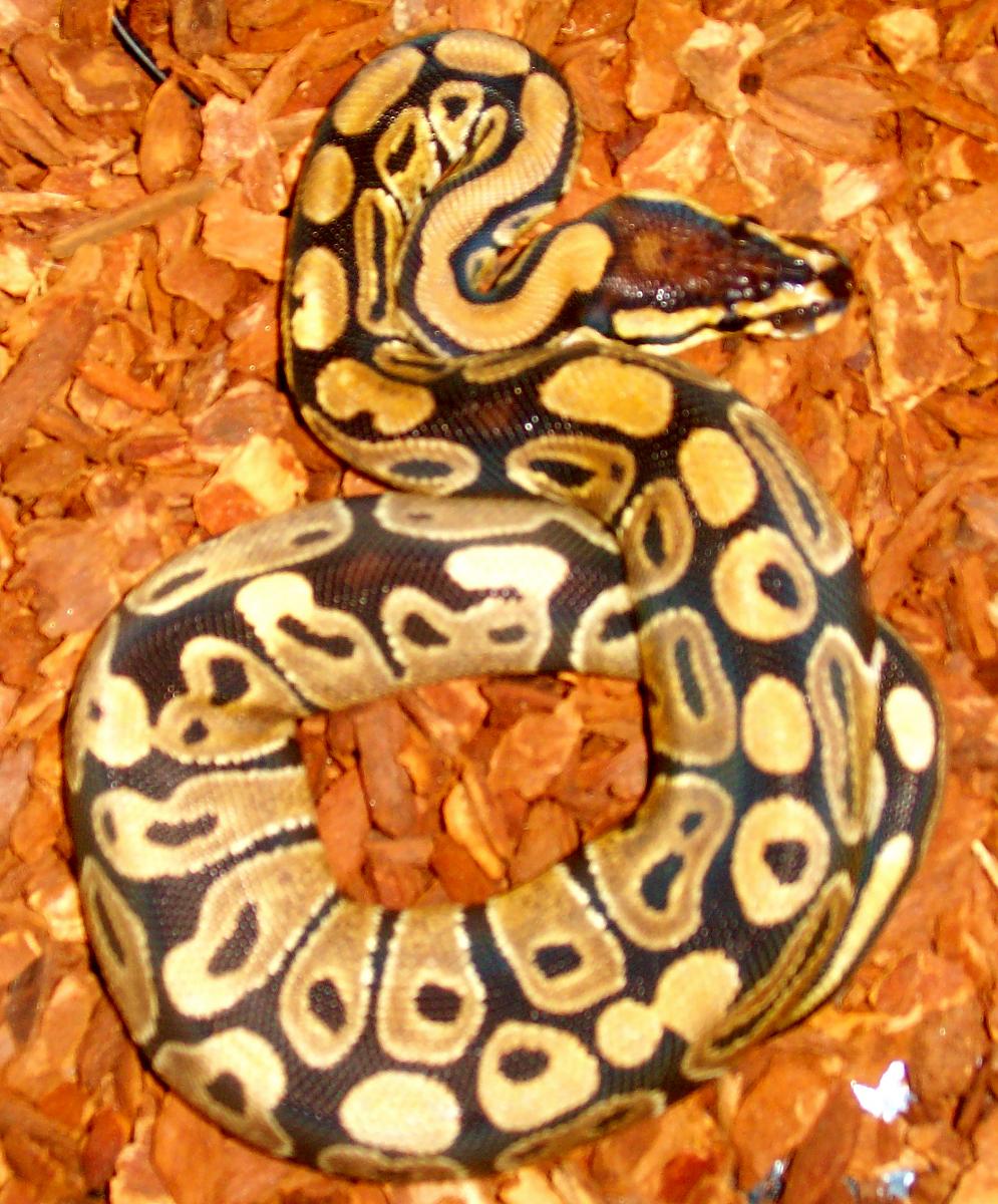 olive after shed