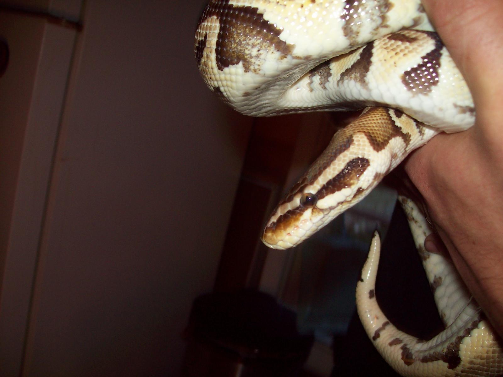 Pastel adult Male
