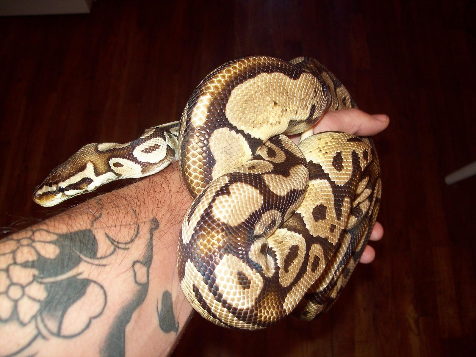 Pastel adult Male