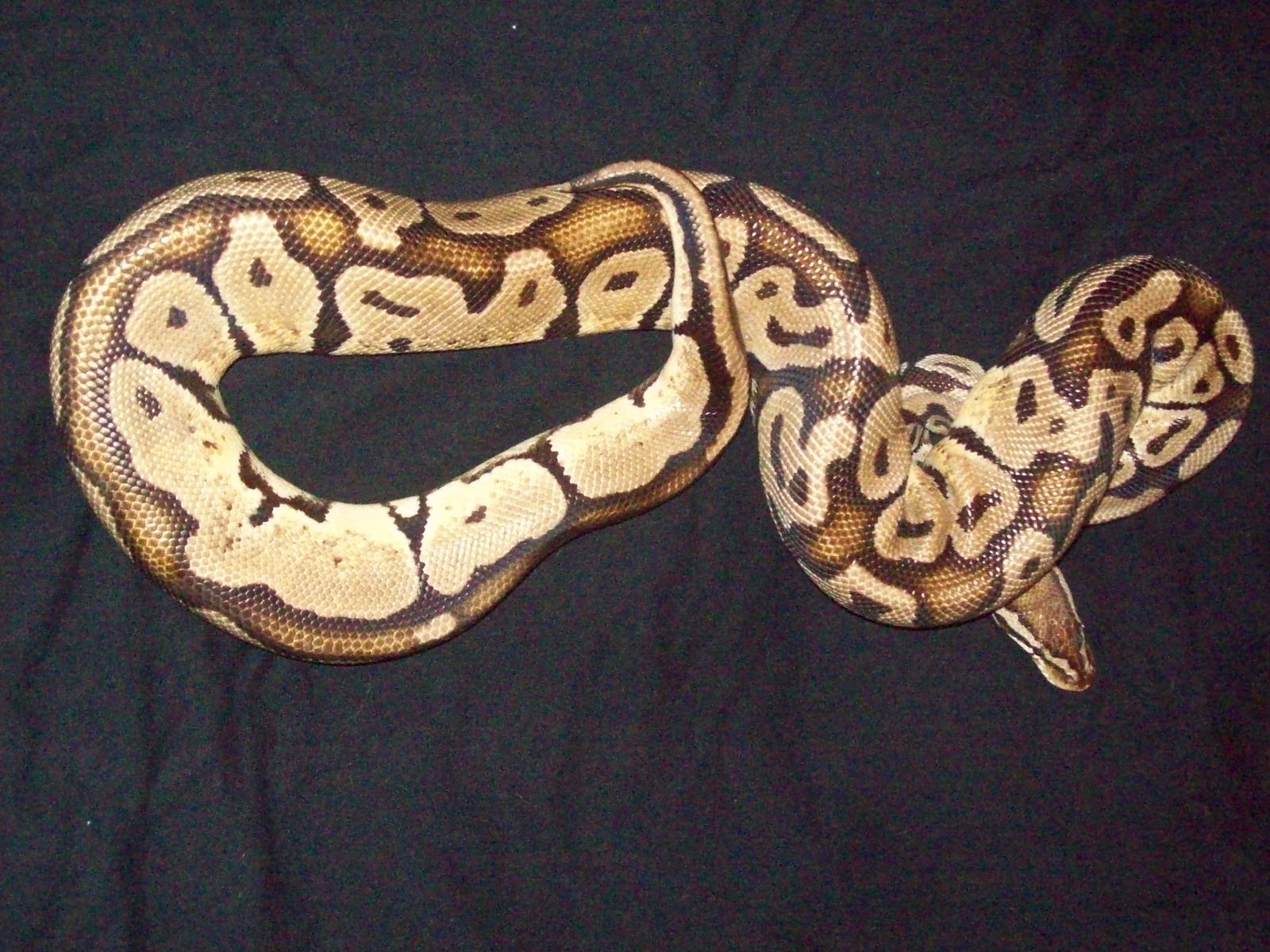 Pastel adult Male