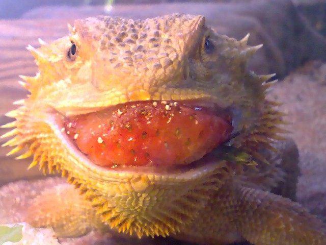 Strawberry Smiles :D