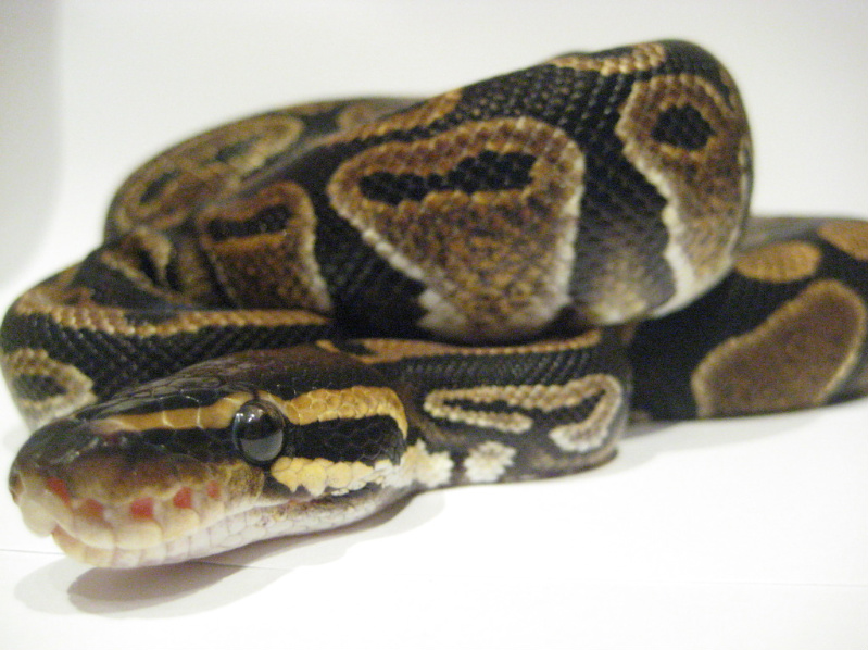 Het Pied Male