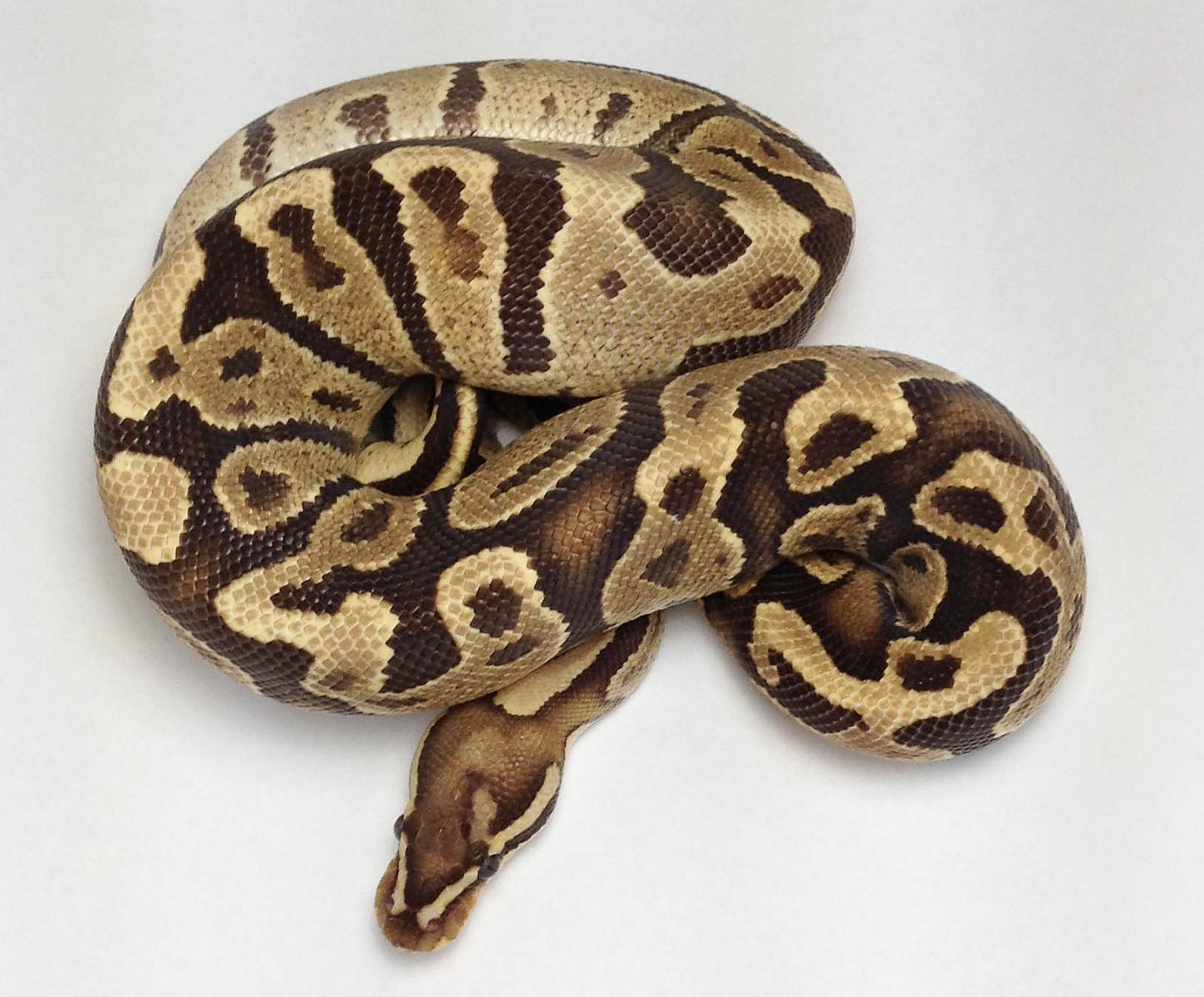 Males