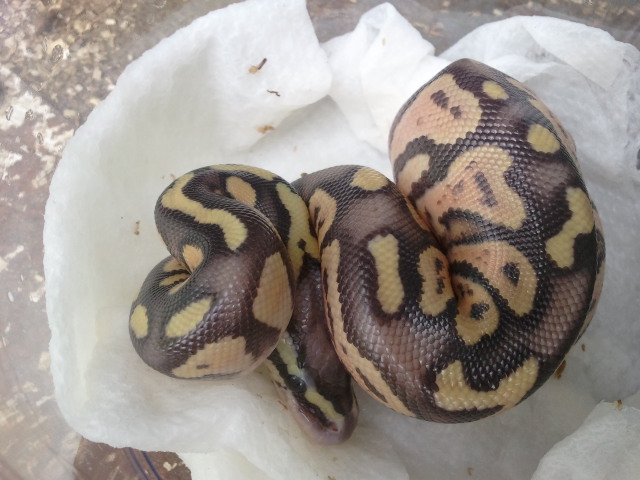 Pastel Het Ghost x Het Ghost