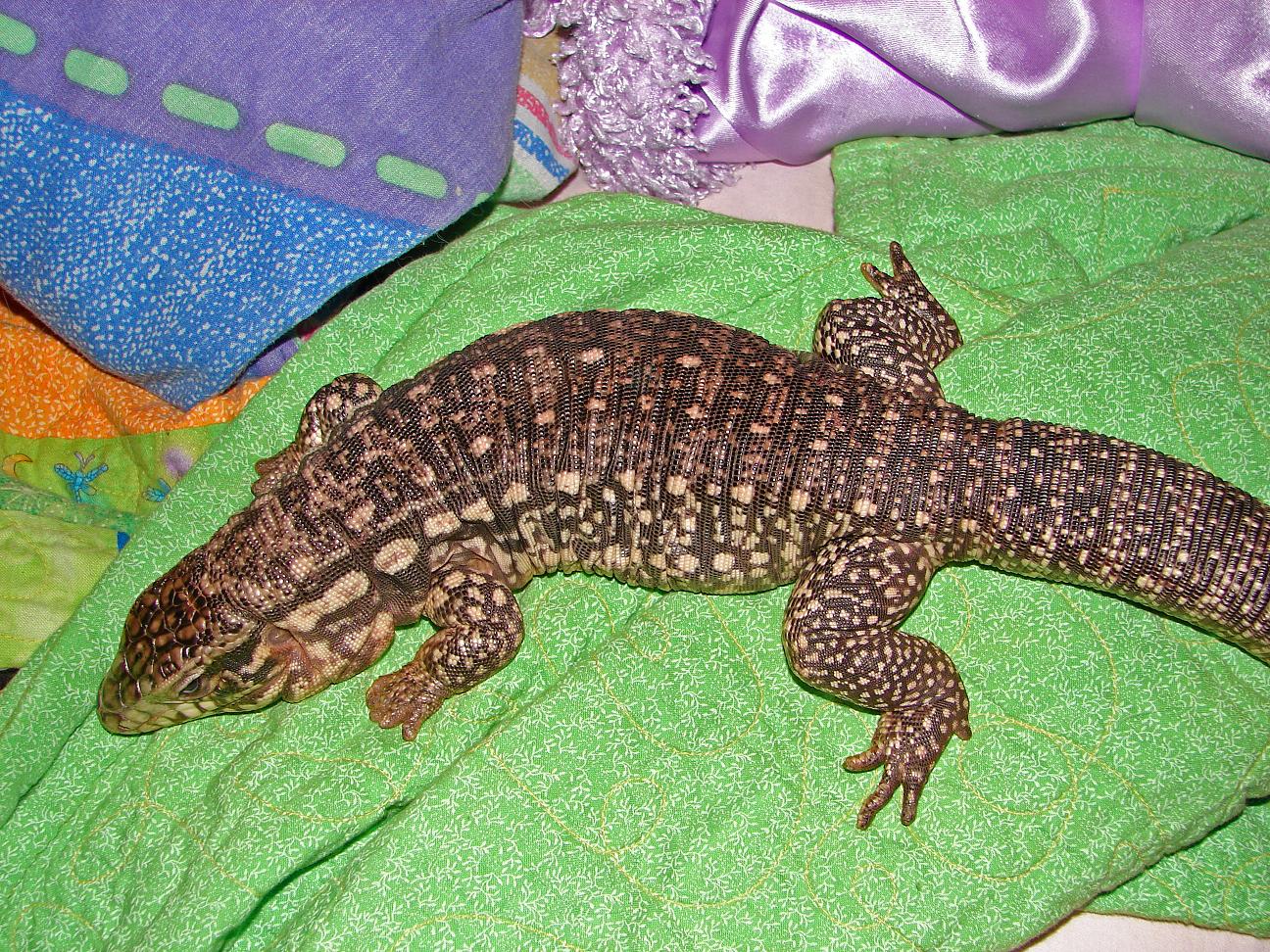 New Red Tegu