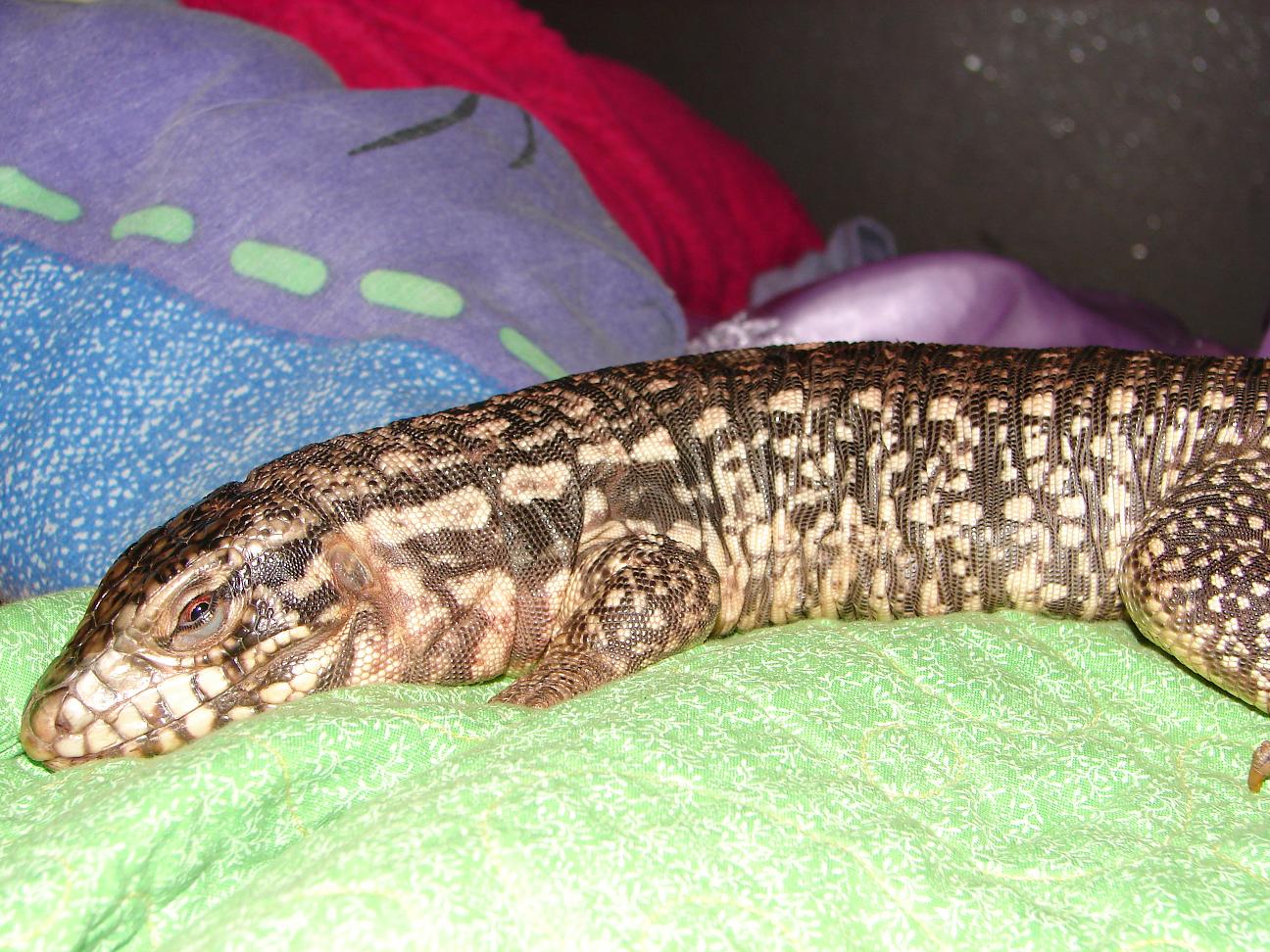 New Red Tegu