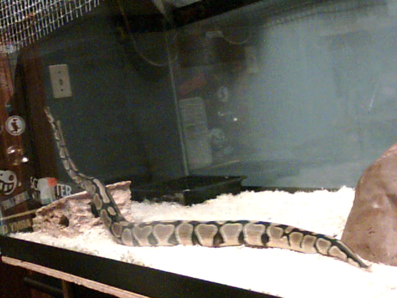 New Tank