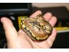 ball python 2010 037